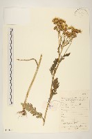 藏品(異葉千里光)的圖片