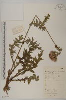 藏品(小薊)的圖片