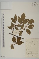 藏品(短梗南蛇藤)的圖片