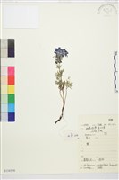 藏品(藍翠雀花)的圖片