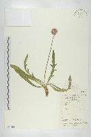 藏品(匙葉翼首花)的圖片