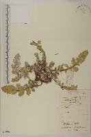 藏品(美葉藏菊)的圖片