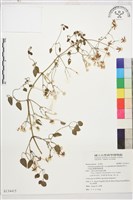 藏品(鵝鑾鼻鐵線蓮)的圖片