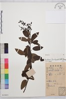 藏品(多花勾兒茶, 多花黃鱔藤)的圖片