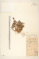 藏品(假吐金菊)的圖片