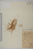 藏品(瓜槌草、漆姑草)的圖片