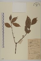 藏品(團花假衛矛)的圖片