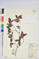 藏品(唐杜鵑、大屯杜鵑、中原氏杜鵑)的圖片