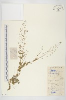 藏品(薺)的圖片