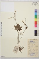 藏品(小毛茛)的圖片