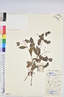 藏品(鉤腺大戟)的圖片