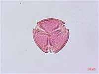 藏品(老鴰鈴)的圖片