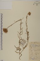 藏品(華薊)的圖片