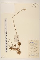 藏品(大丁草)的圖片