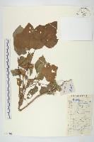 藏品(蒼耳)的圖片