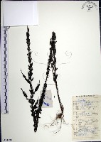 藏品(鐵掃帚、千里光)的圖片