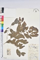 藏品(葉底珠、市蔥密花葉底珠)的圖片