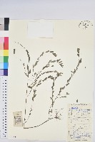 藏品(蜜柑草)的圖片