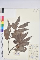 藏品(錐栗)的圖片