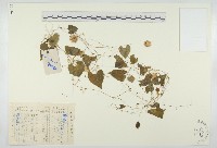 藏品(鈕子瓜)的圖片