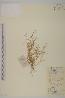 藏品(擬漆姑)的圖片