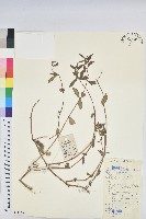 藏品(乳仔草)的圖片