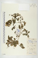 藏品(絞股藍)的圖片