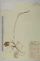 藏品(香鬼督郵)的圖片