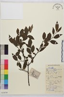 藏品(皺葉鼠李)的圖片