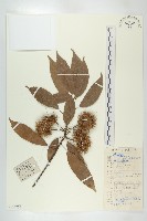 藏品(猴歡喜)的圖片