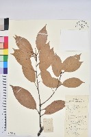 藏品(美葉石櫟)的圖片