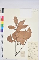 藏品(阿里山三斗石櫟、硬斗柯)的圖片