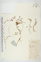 藏品(珠芽佛甲草)的圖片