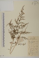 藏品(黃蒿)的圖片