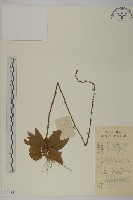 藏品(香鬼督郵)的圖片