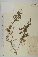 藏品(鬼針)的圖片