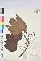 藏品(廣東油桐、皺桐)的圖片