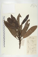 藏品(交讓木、臺灣虎皮楠、膜葉虎皮楠)的圖片