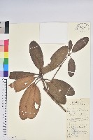 藏品(雲錦杜鵑)的圖片