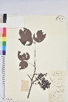 藏品(重陽木)的圖片