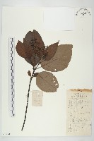 藏品(光皮樹)的圖片