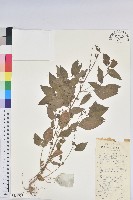 藏品(鐵莧菜)的圖片