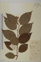 藏品(昆明山海棠)的圖片