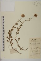 藏品(怒江紫菀)的圖片