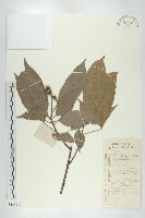 藏品(猴歡喜)的圖片