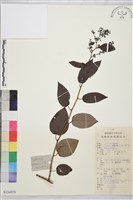 藏品(多花勾兒茶, 多花黃鱔藤)的圖片