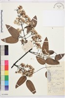 藏品(革葉鐵線蓮)的圖片