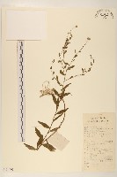 藏品(雞兒腸)的圖片