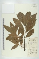 藏品(禿瓣杜英)的圖片