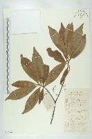 藏品(禿瓣杜英)的圖片